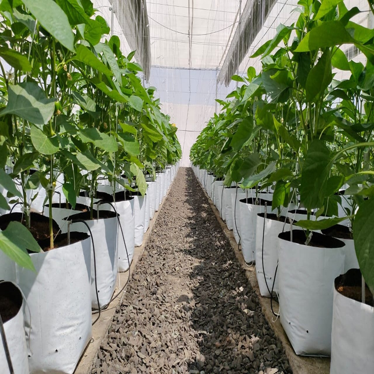 White grow bags in a greenhouse